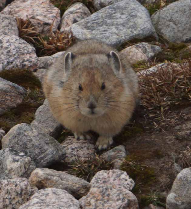 pika