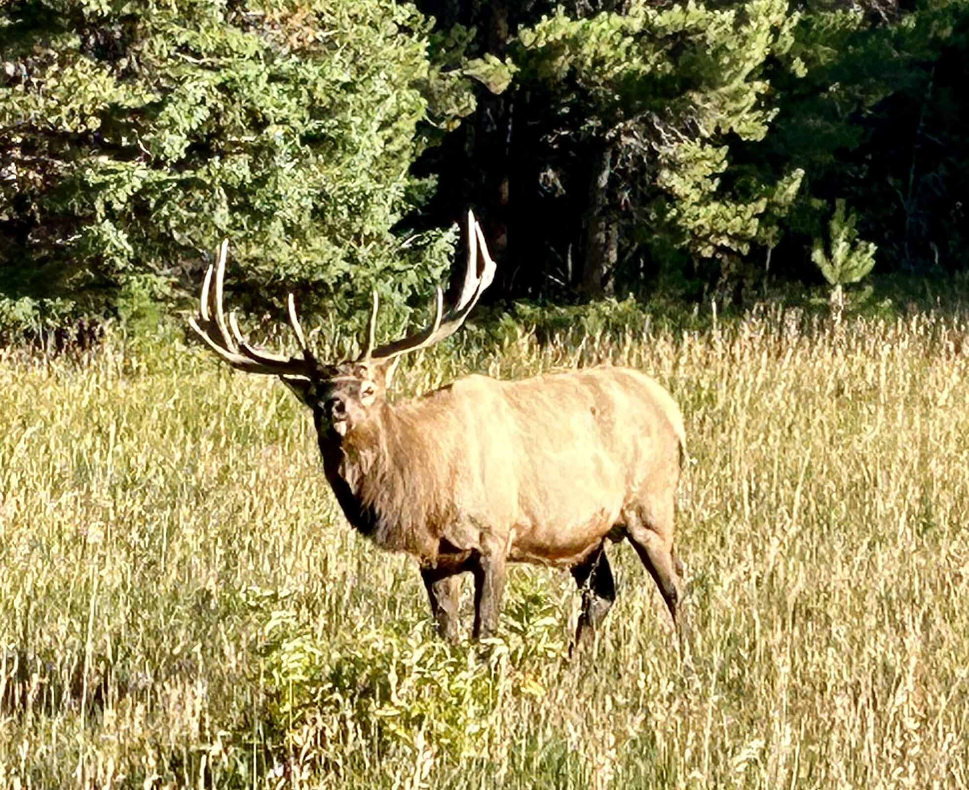 elk