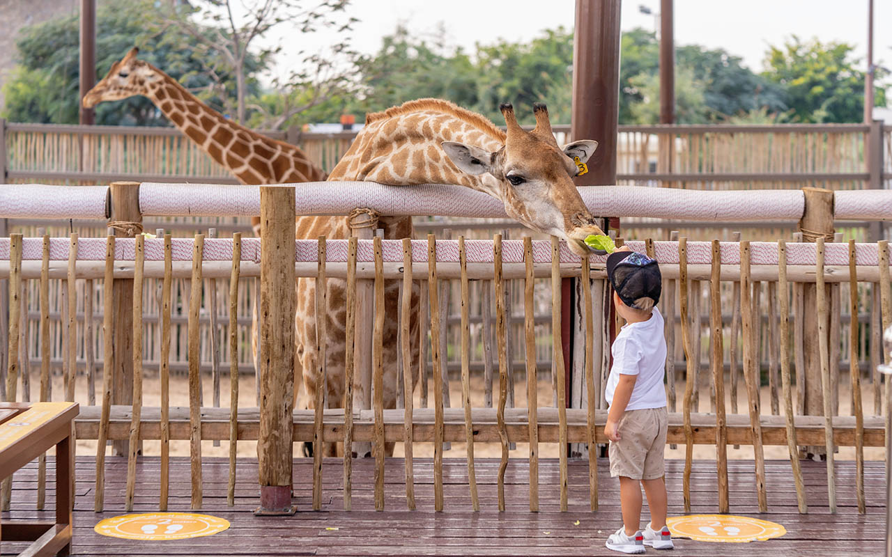 child at zoo