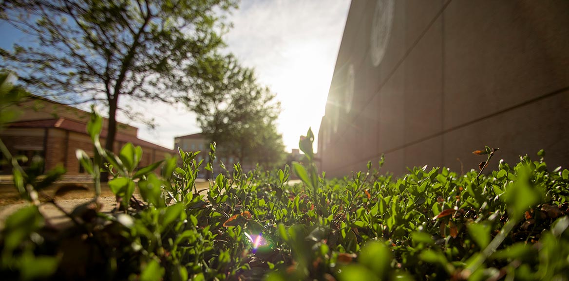 bushes and trees reflecting against a building