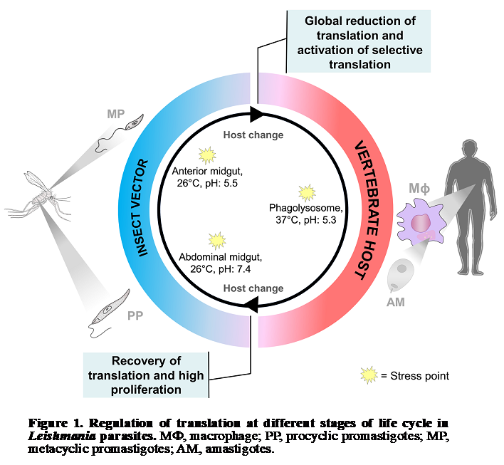 Regulation of translation at different stages of life cycle in Leishmania parasites