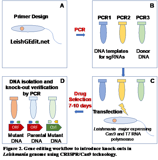 Gene editing workflow to introduce knock-outs in Leishmania genome using CRISPR/Cas9 technology