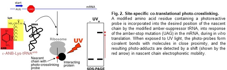 figure-2.-karamyshev