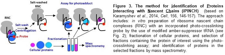 figure-3.-karamyshev