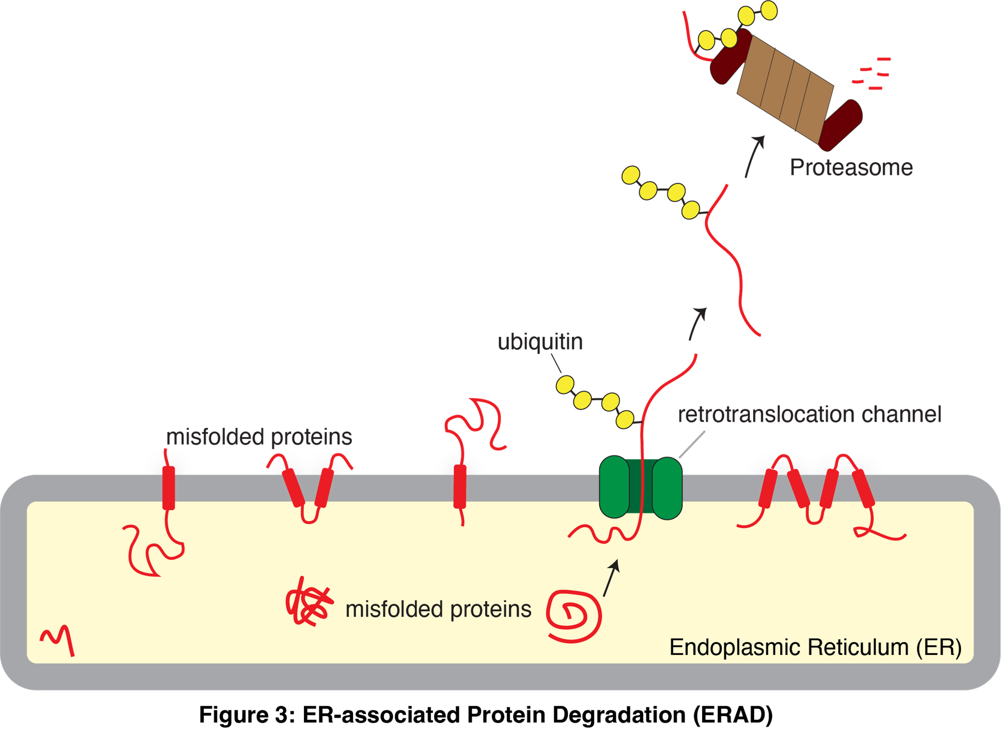 Diagram of ER-associated Protein Degradation (ERAD)