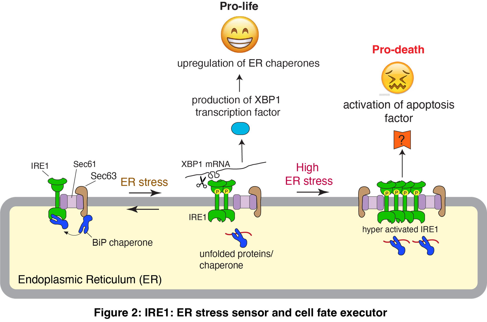 Diagram of IRE1: ER stres sensor and cell fate executor