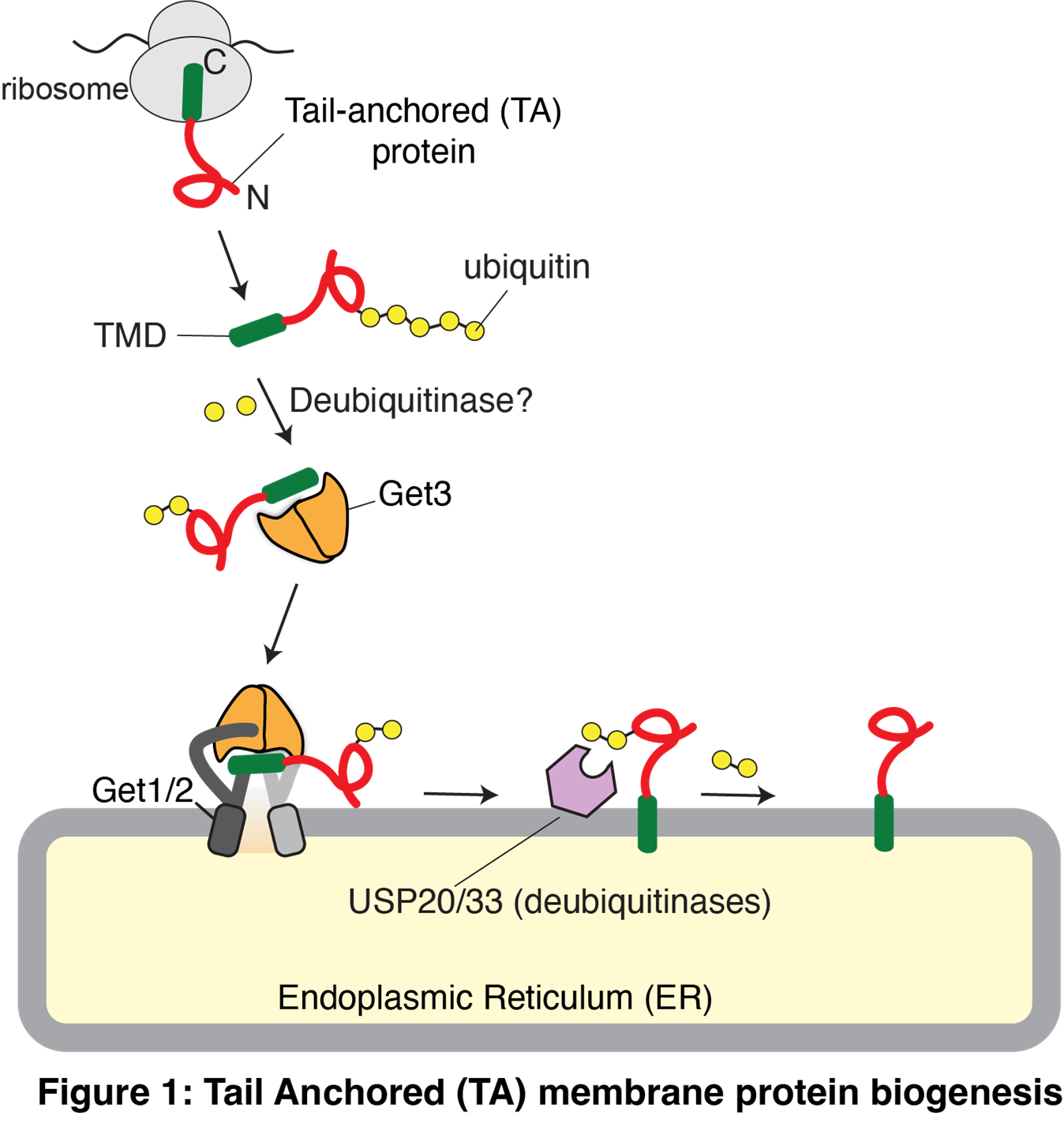 Diagram of Tail Anchored (TA) membrane protein biogenesis