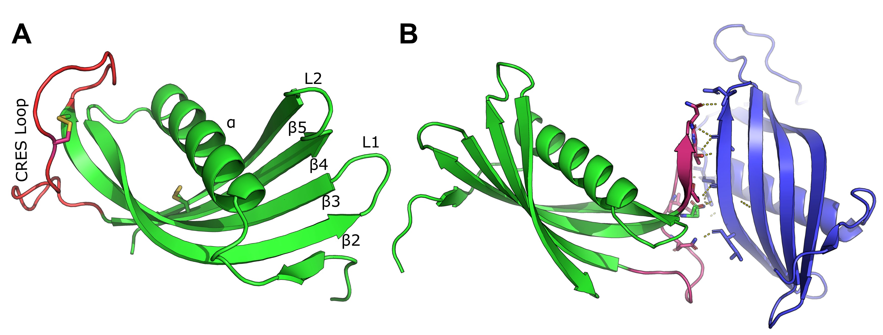 x-ray-crystal-structure-of-CRES-