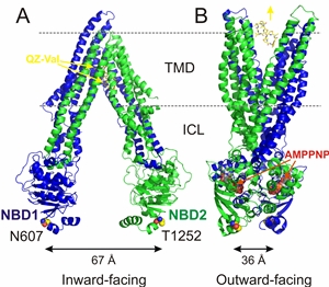 x-ray-structures-of-nucleotide-free-Pgp-and-nucleotide-bound-MsbA