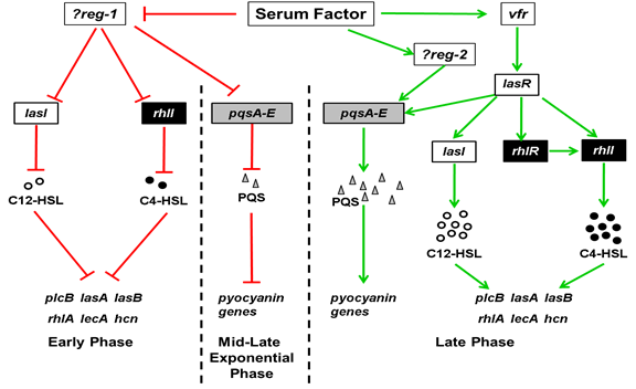 Hamood Research Schematic