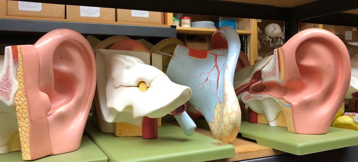 anatomy model room