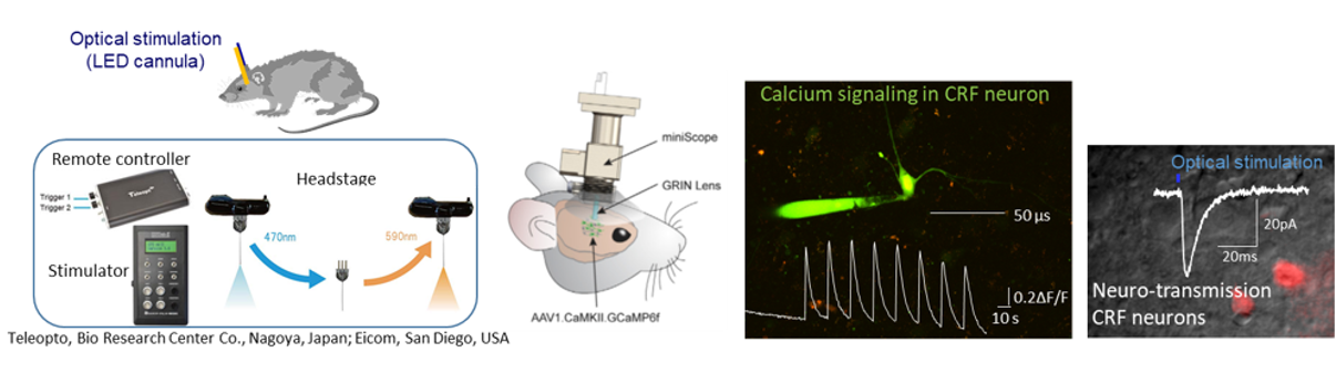 Diagram explaining Optical stimulation